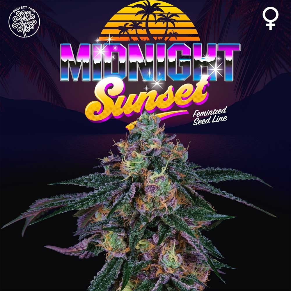 Perfect Tree Sticker Pack - MIDNIGHT SUNSET (6)