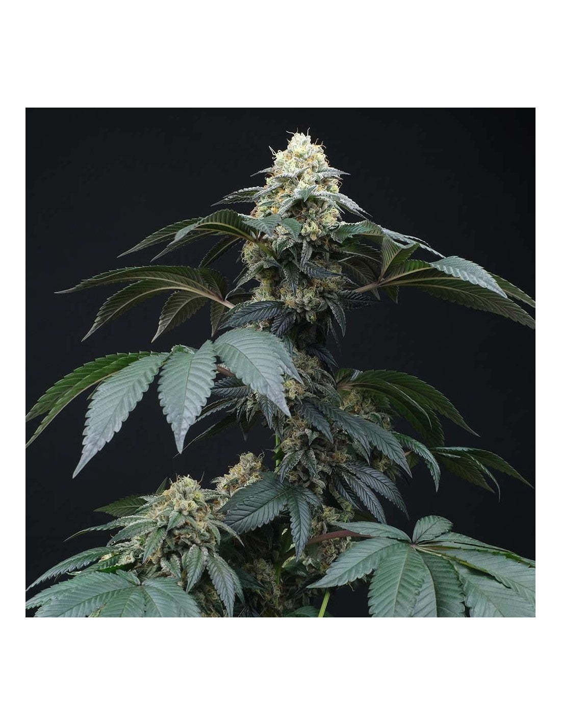 Perfect Tree Sticker Pack - PEACH LASSI (6)