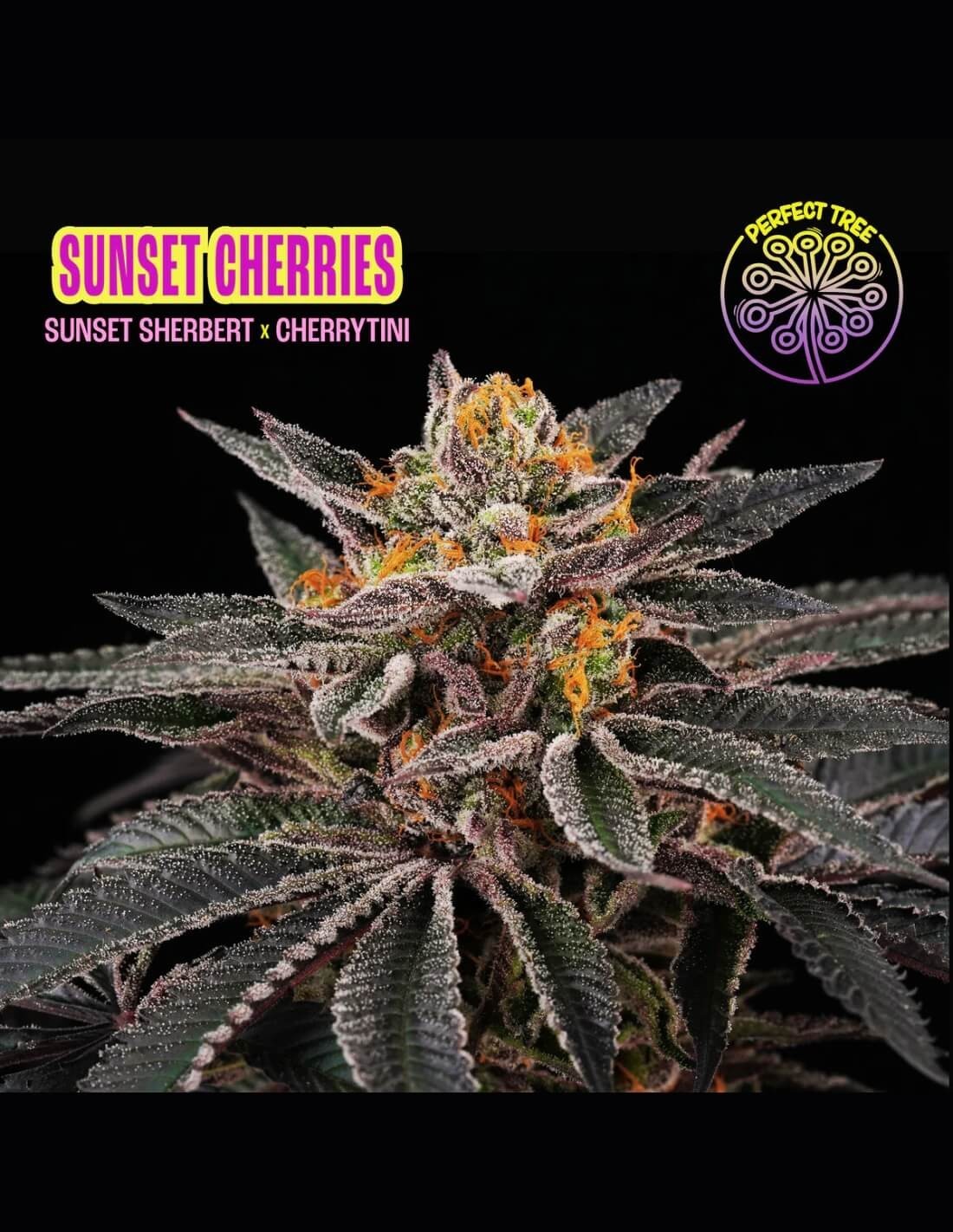 Perfect Tree Sticker Pack - SUNSET CHERRIES (6)