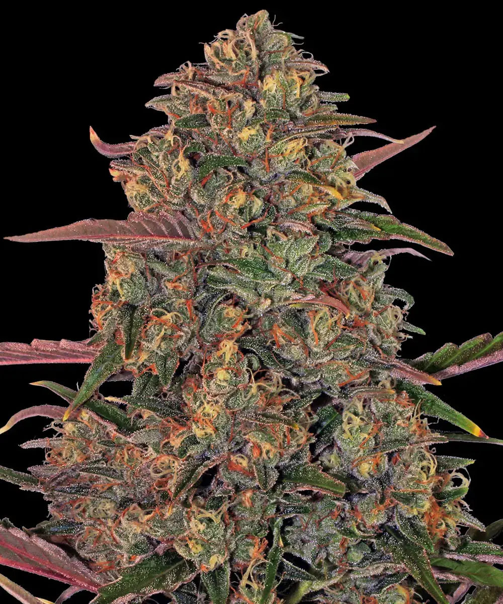 Barney's Farm Sticker Pack - PINEAPPLE CHUNK (3)