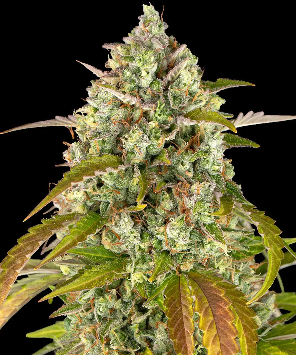 Barney's Farm Sticker Pack - PINEAPPLE EXPRESS AUTO (3)