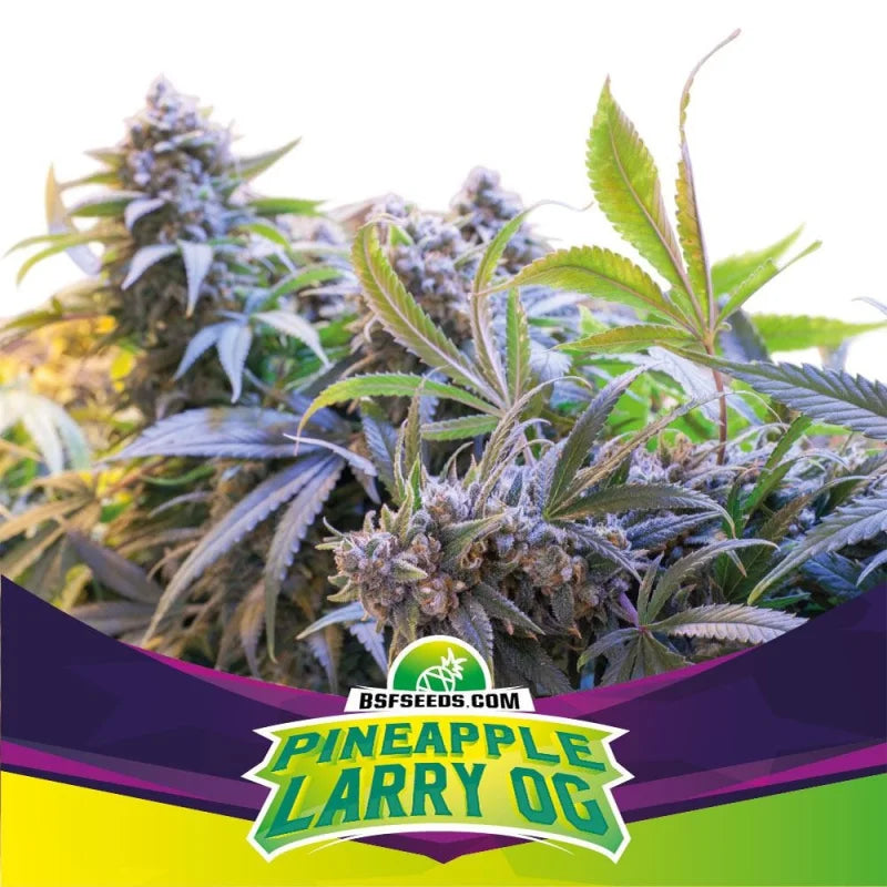 BSF Sticker Pack - PINEAPPLE LARRY OG (4)