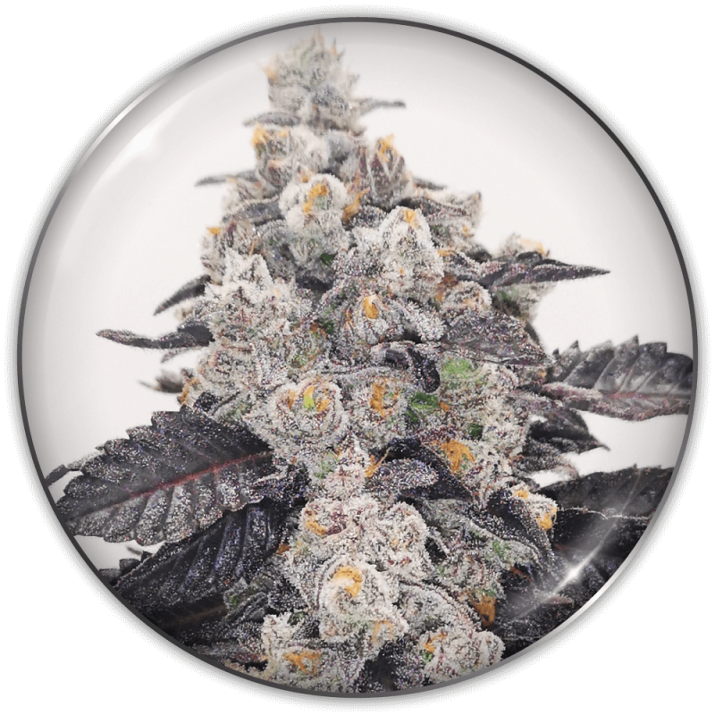 Medical Sticker Pack - PINK SHERBERT (3)