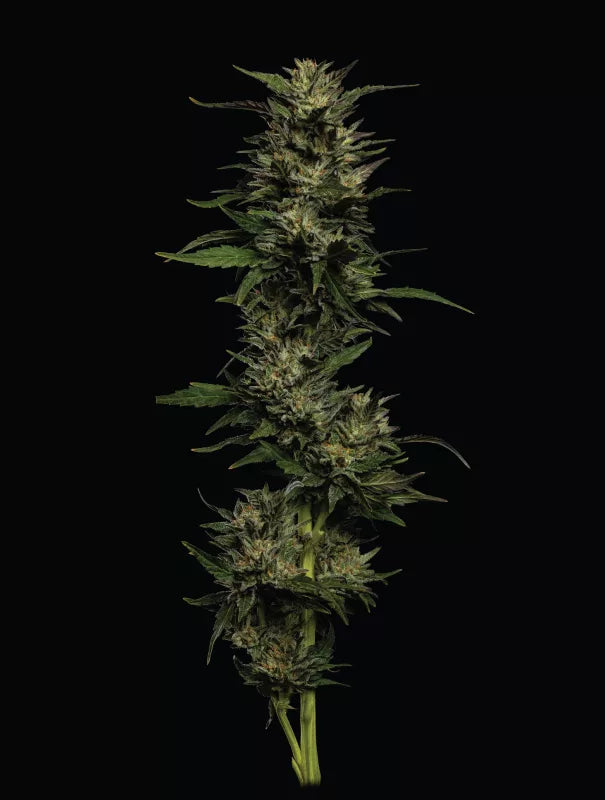 Humboldt Seed Company Sticker Pack - PISTACHIO (3)