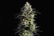 Kannabia Sticker Pack - PURE SKUNK GO FAST