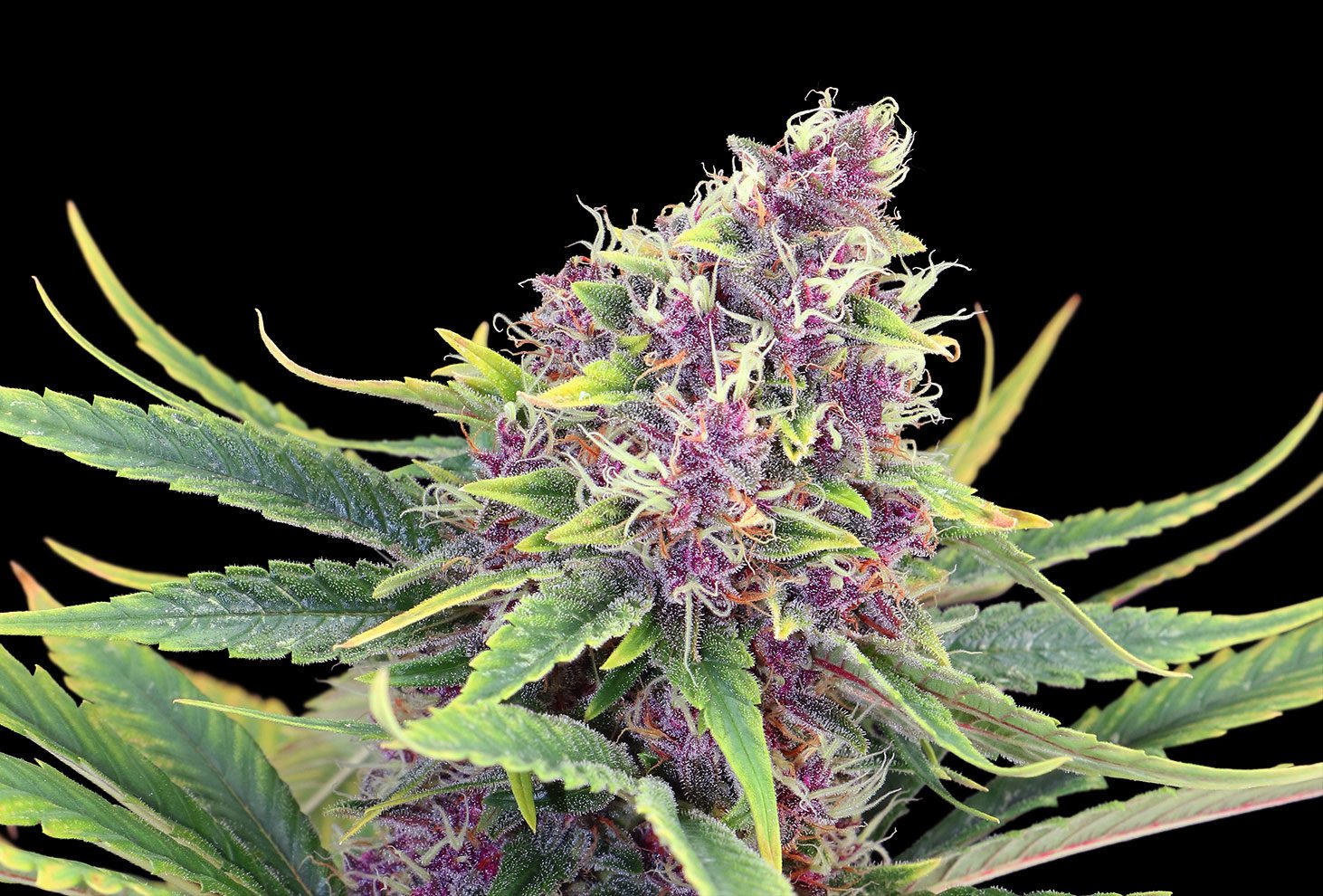 Kannabia Sticker Pack - PURPLE KUSH