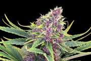 Kannabia Sticker Pack - PURPLE KUSH