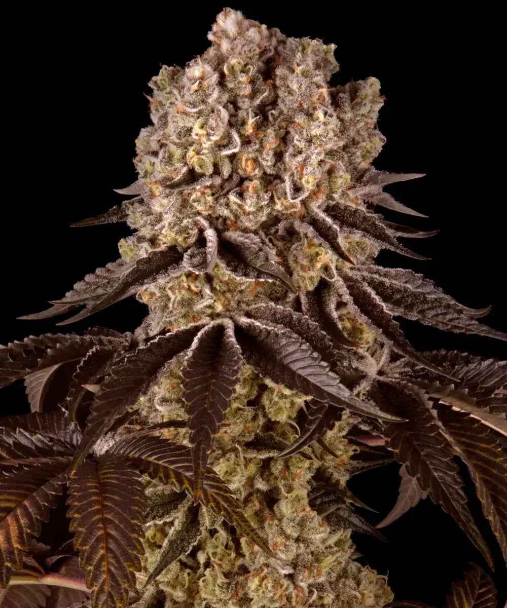 Barney's Farm Sticker Pack - PURPLE PUNCH (3)