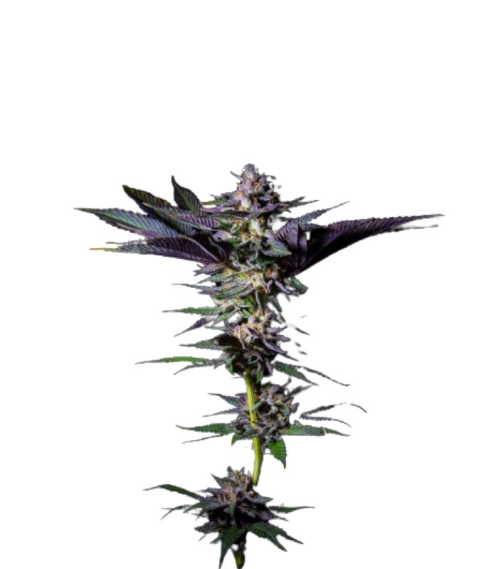 Grateful Sticker Pack - ROTTEN RAINBOW (3)