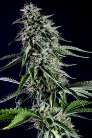 Kannabia Sticker Pack - RS11 RAINBOW SHERBET #11