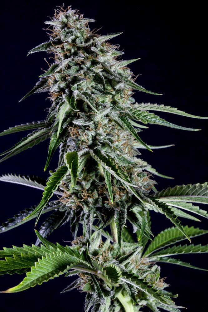 Kannabia Sticker Pack - RS11 RAINBOW SHERBET #11