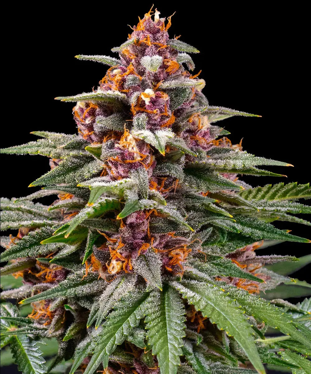 Barney's Farm Sticker Pack - RUNTZ AUTO (3)