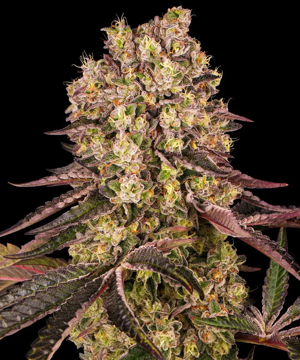 Barney's Farm Sticker Pack - RUNTZ MUFFIN (3)