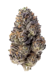 Fast Buds Company Sticker Pack - PAPAYA SHERBERT (3)