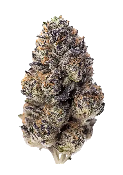 Fast Buds Company Sticker Pack - PAPAYA SHERBERT (3)