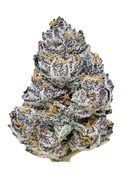 Fast Buds Company Sticker Pack - RAINBOW MELON (3)