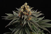 Kannabia Sticker Pack - SATIVA DREAM