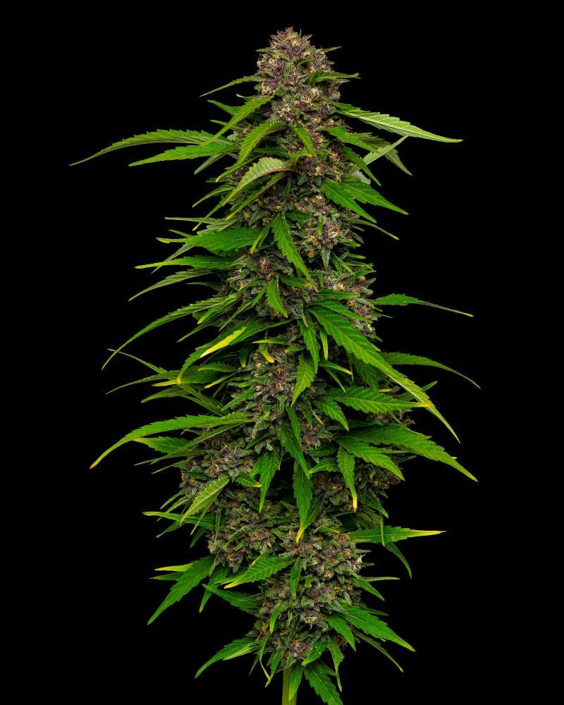 Humboldt Seed Company Sticker Pack - SQUIRT AUTO (3)