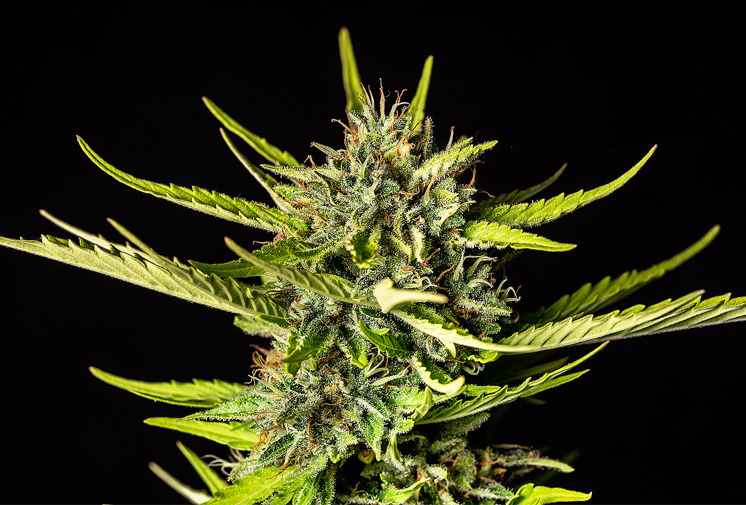 Kannabia Sticker Pack - STRAWBERRY HAZE AUTO