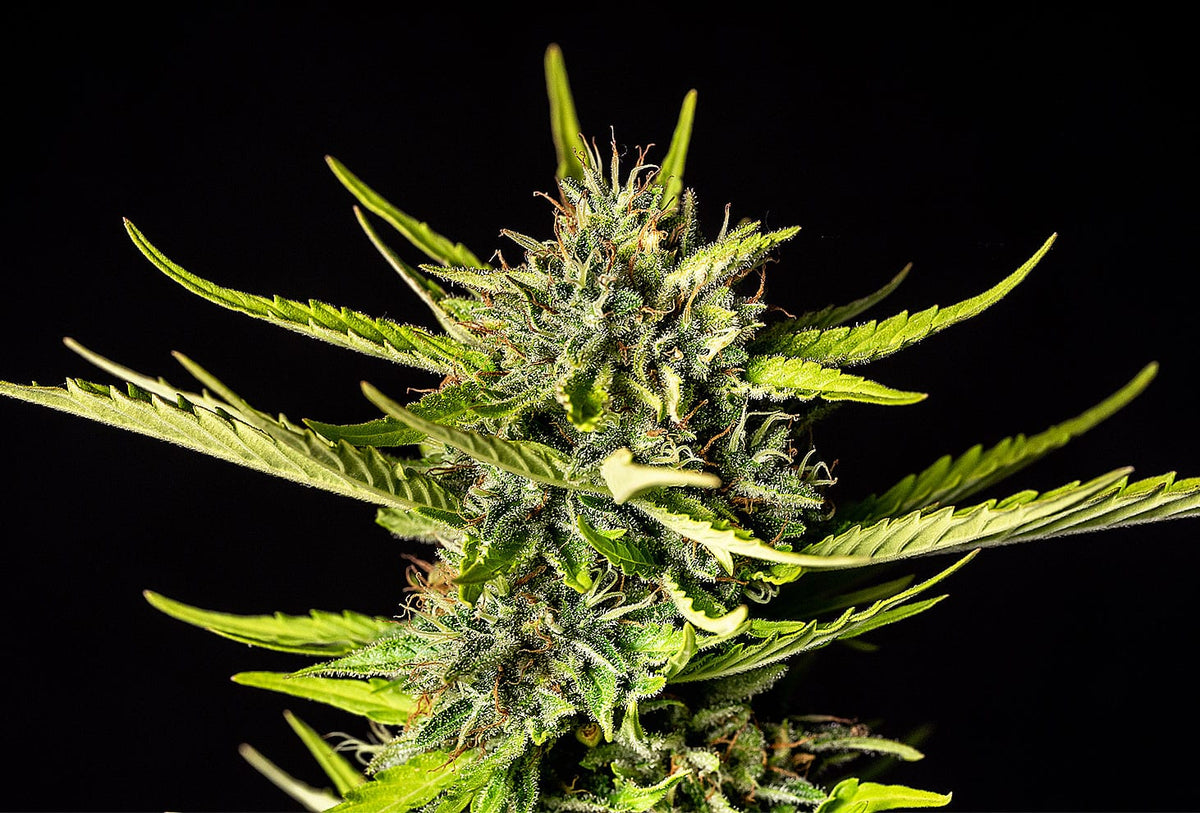 Kannabia Sticker Pack - STRAWBERRY HAZE AUTO