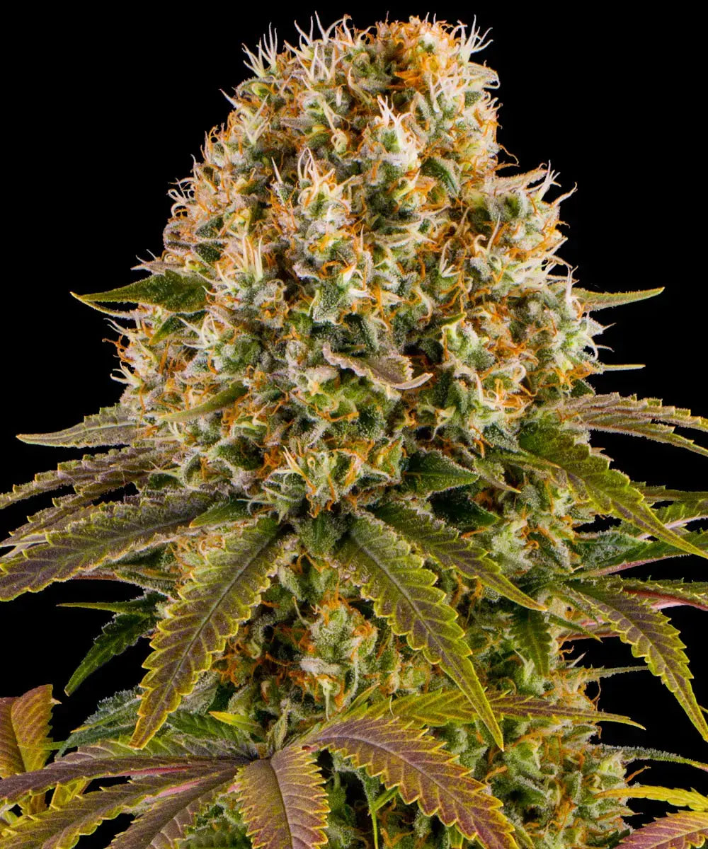 Barney's Farm Sticker Pack - STRAWBERRY LEMONADE (5)