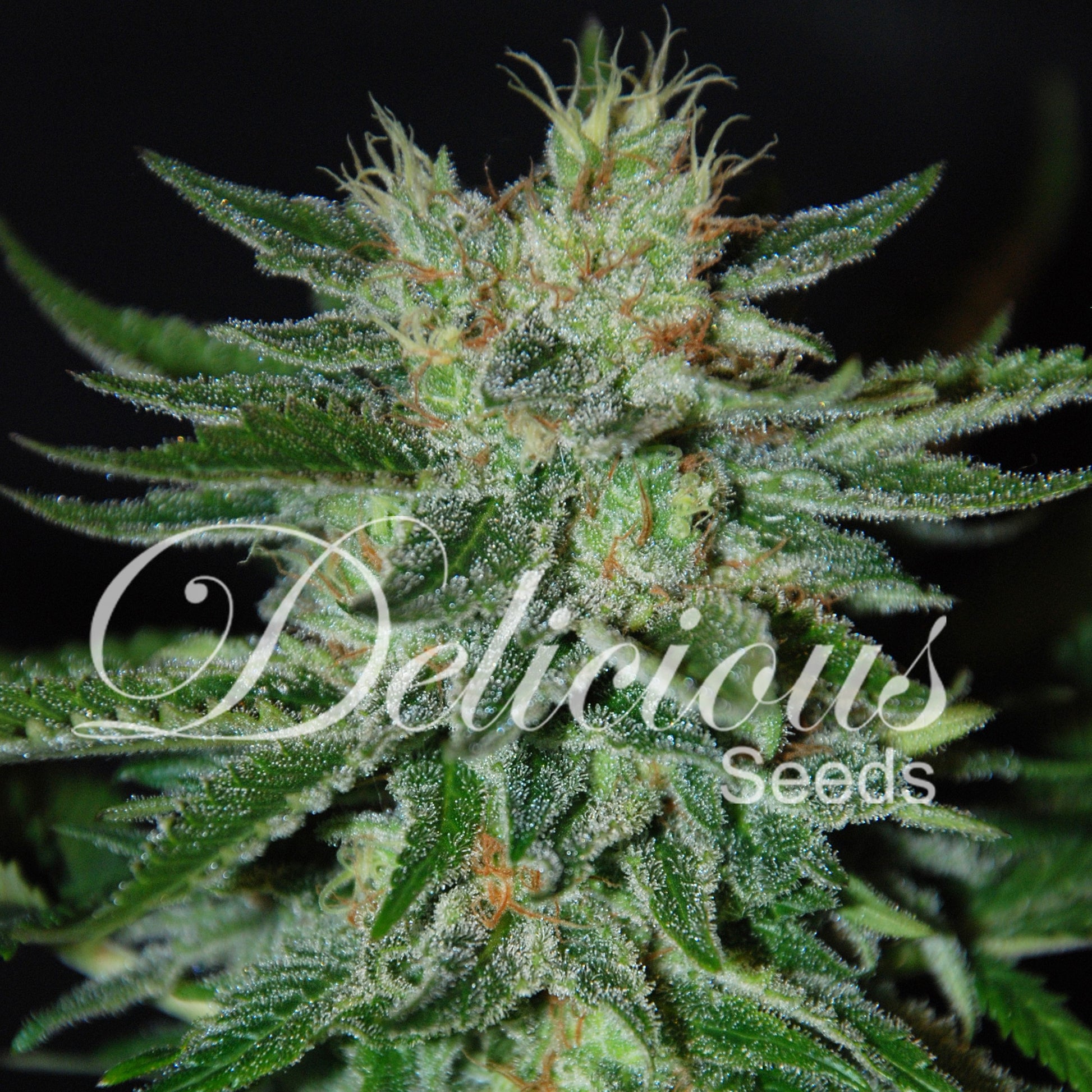 Delicious Sticker Pack - SUGAR BLACK ROSE (3)