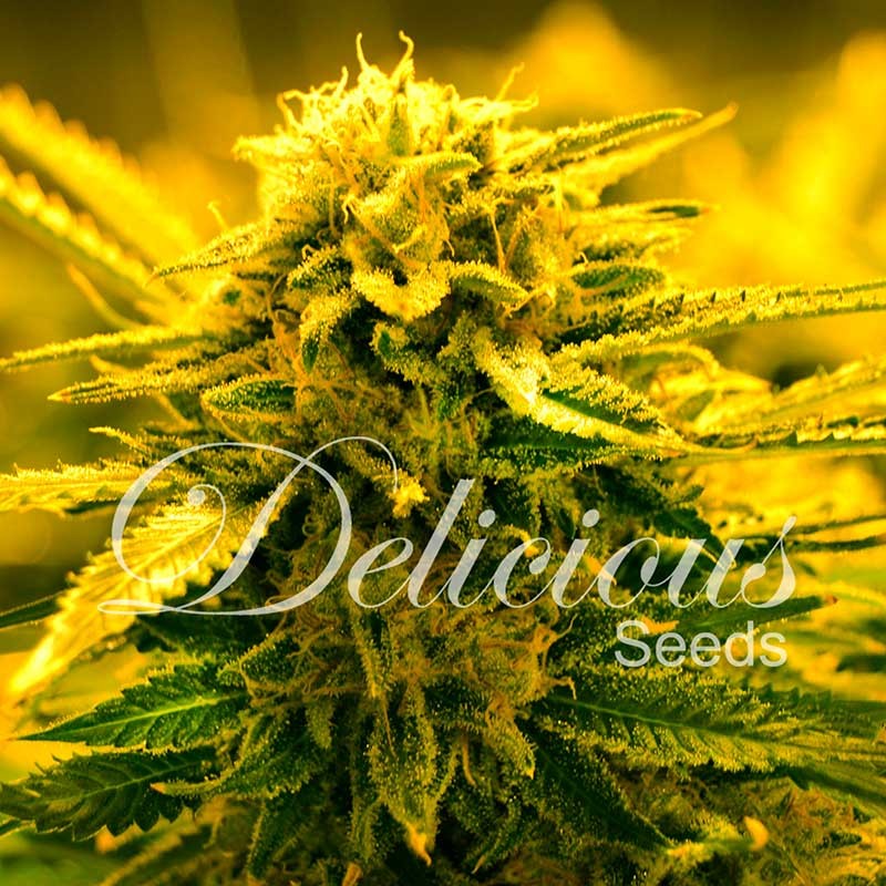 Delicious Sticker Pack - SUGAR BLACK ROSE AUTO (3)