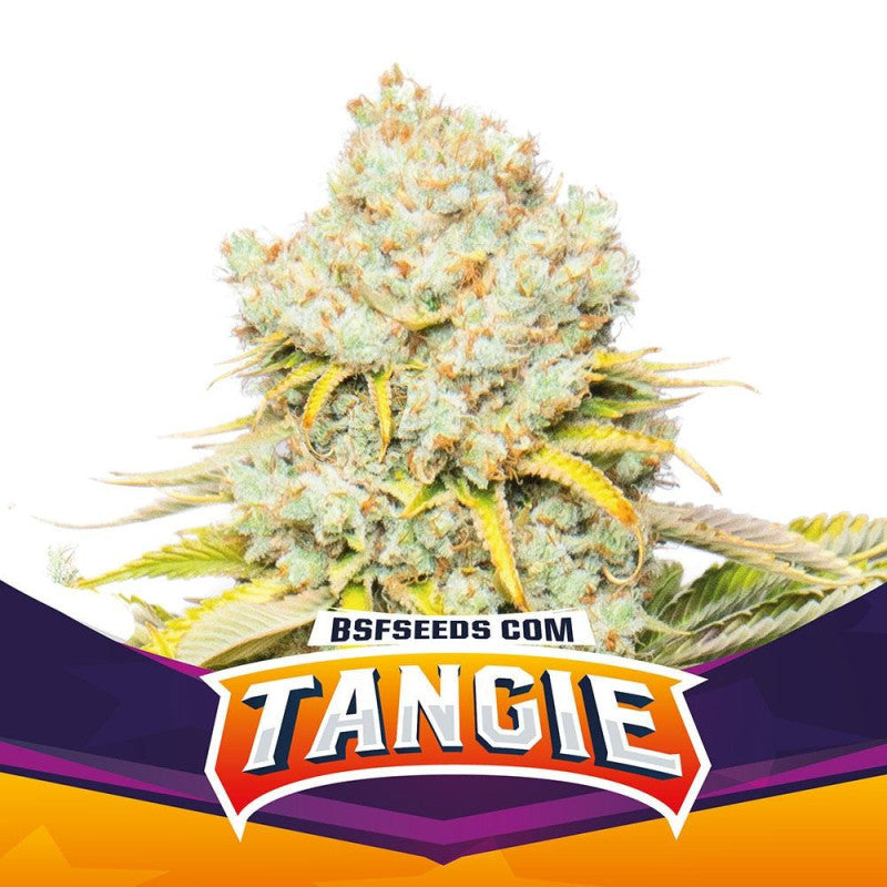 BSF Sticker Pack - TANGIE (4)