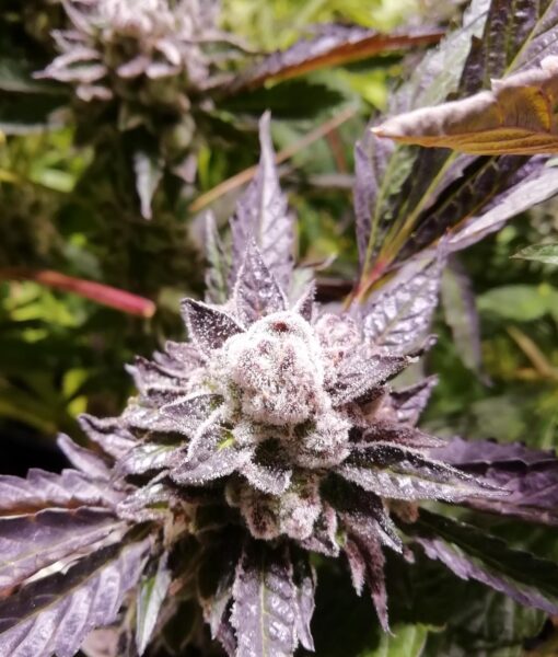 Grateful Sticker Pack - ORANGE GROOVY BX (3)