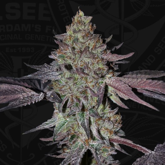 T.H. Seeds Sticker Pack - RUNTZ N' ROSES (6)