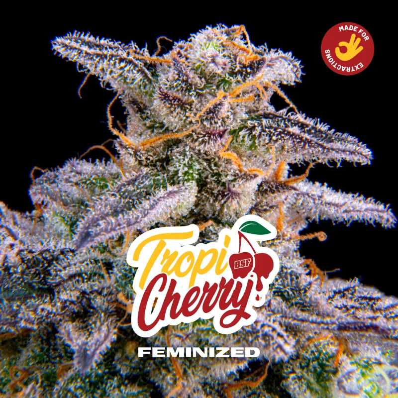 BSF Sticker Pack - TROPICHERRY (4)