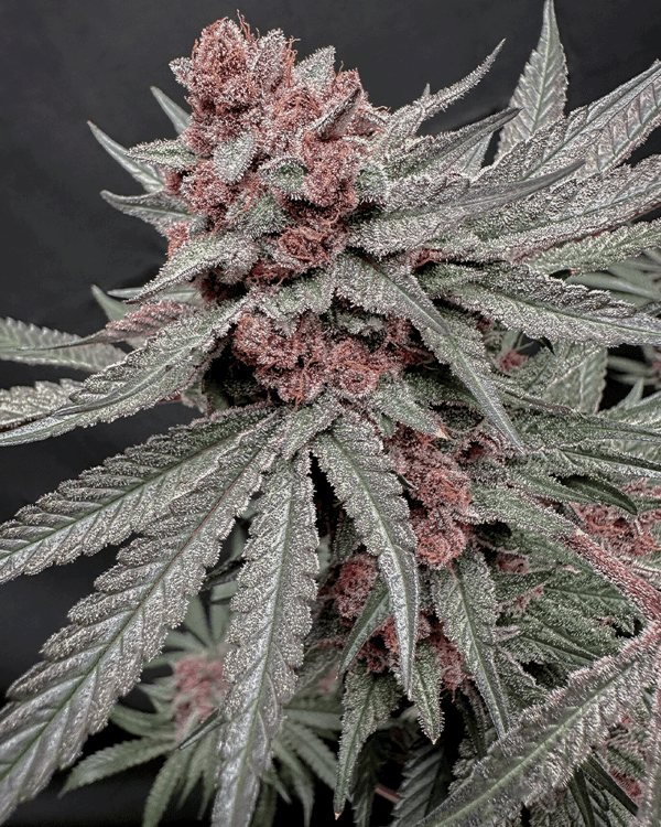 Solfire Gardens Sticker Pack - TERPGASM (3)