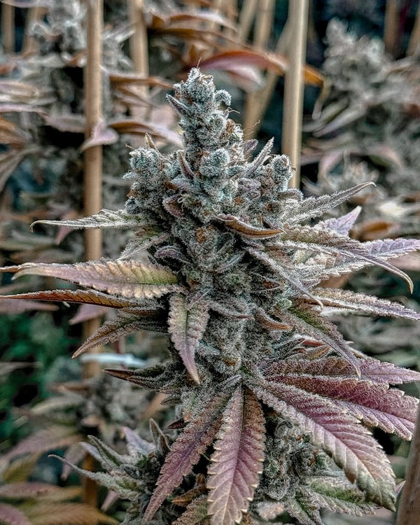 Solfire Gardens Sticker Pack - LEMON ELIXIR (3)