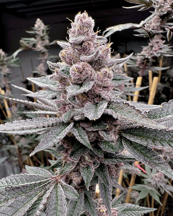 Solfire Gardens Sticker Pack - MIAMI MADNESS (3)