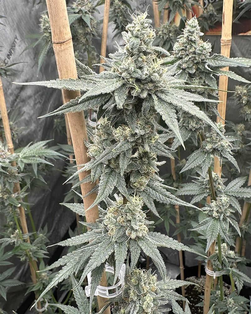 Solfire Gardens Sticker Pack - SUNDAE SUPPER (3)