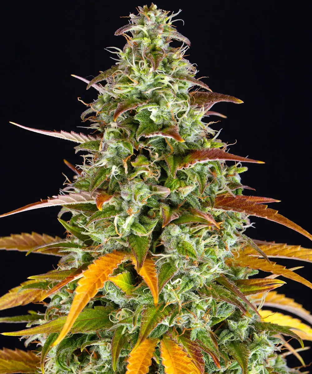 Barney's Farm Sticker Pack - WATERMELON ZKITTLEZ AUTO (3)