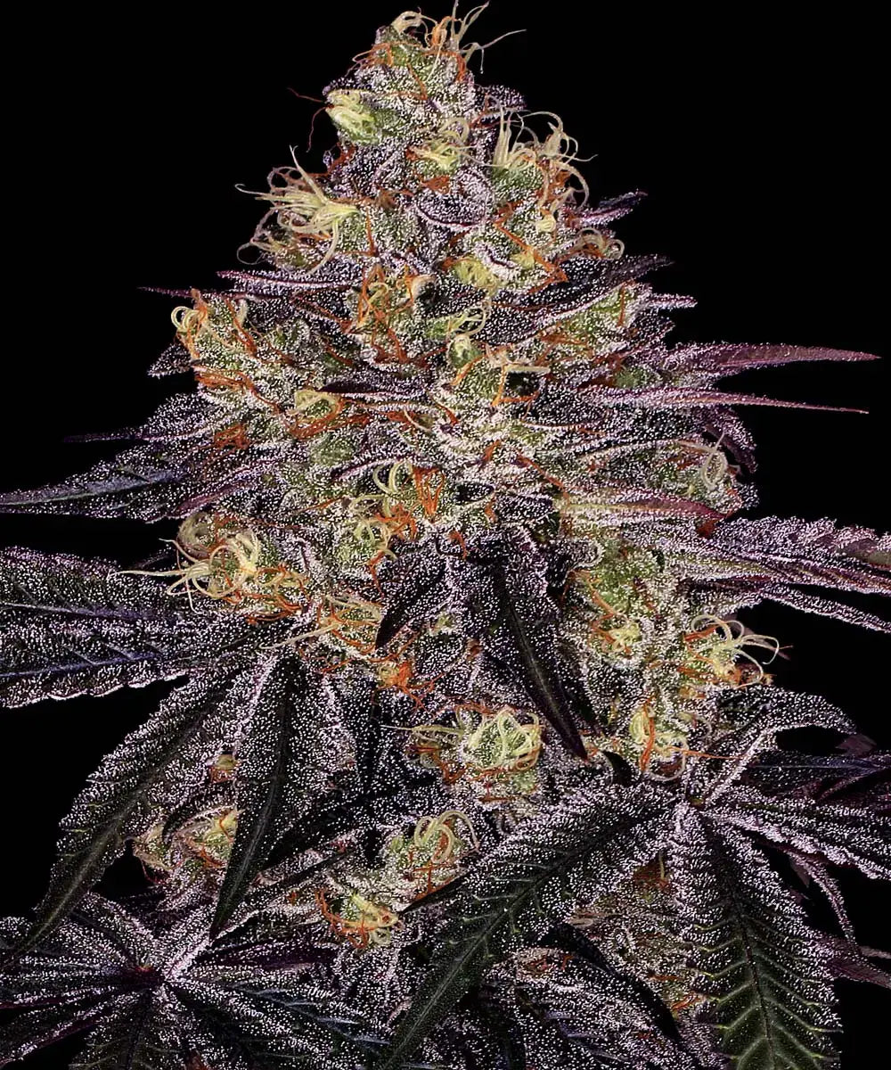 Barney's Farm Sticker Pack - WATERMELON ZKITTLEZ (3)