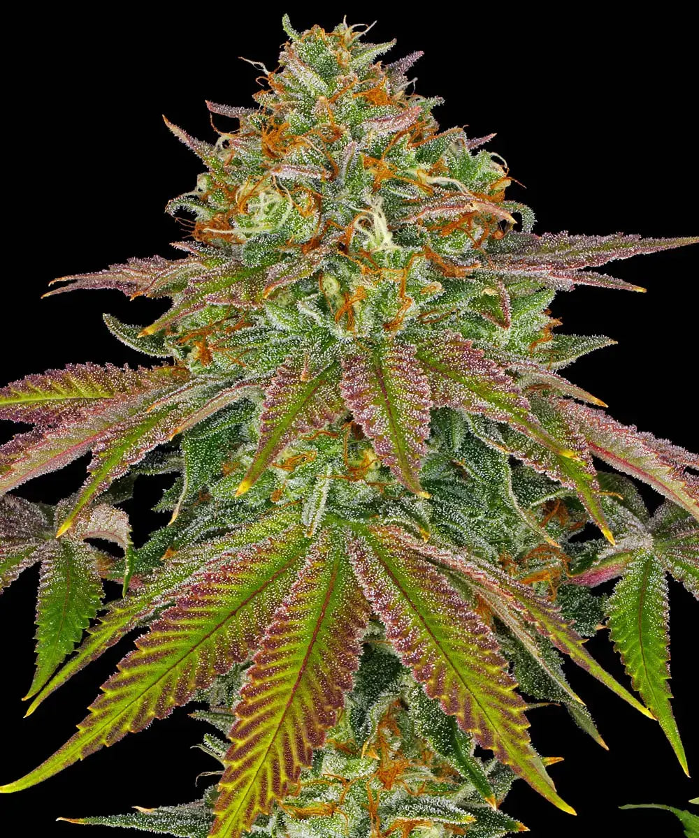 Barney's Farm Sticker Pack - WEDDING CAKE (3)
