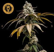 World Breeders Sticker Pack - CHERRY CRUSH (5)