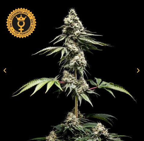 World Breeders Sticker Pack - CLEMENTINE SLUSH (5)