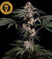 World Breeders Sticker Pack - PILOT (5)