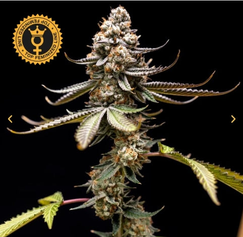 World Breeders Sticker Pack - PINK TRUFFLE (5)