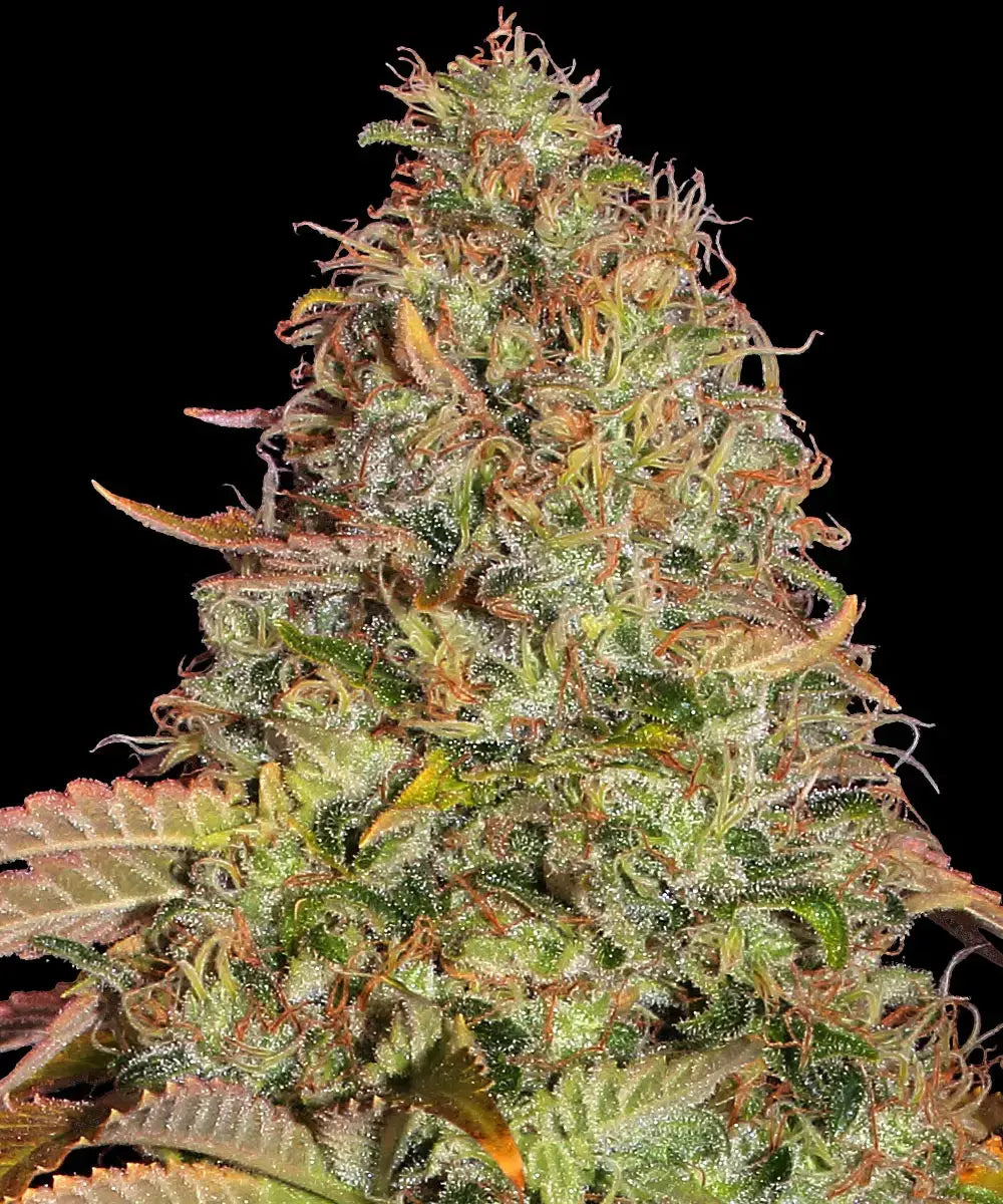 Barney's Farm Sticker Pack - ZKITTLEZ OG AUTO (3)